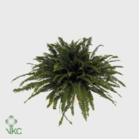 Nephrolepis Green Lady