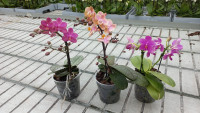 Phal 2/3-tak Fragrance Aromio Mix 12/35