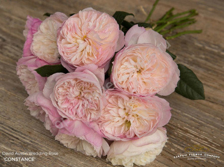 Rose Austin Constance 50 sm
