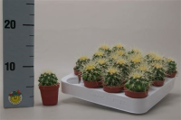 Echinocactus Grusonii 15/20