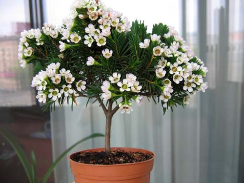 Chamelaucium U Snowflake 14/35