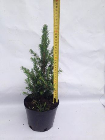Picea Gl Conica 15/55