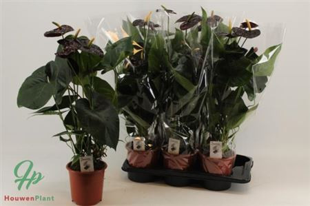 Anthurium Delicata 17/65