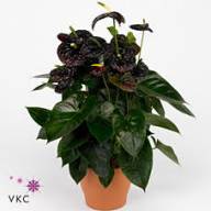 Anthurium Delicata 17/65 - unnamed (1)