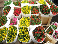 Tulp Monsella Holland