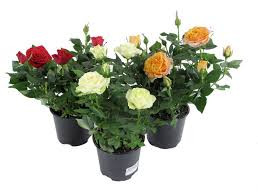 Rosa Parade MIX  510/28