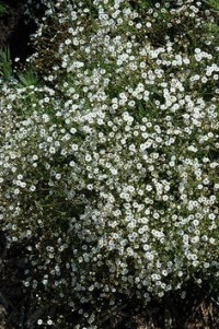Gypsophila Ecuador 40 smХ25