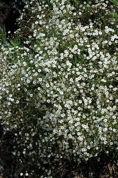 Gypsophila Ecuador 40 smХ25