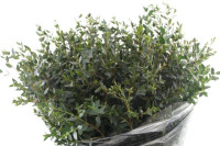 Eucalipt Nicholii 70sm 300g