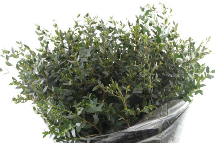 Eucalipt Nicholii 70sm 300g