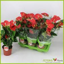 Anthurium Beliza 17/65
