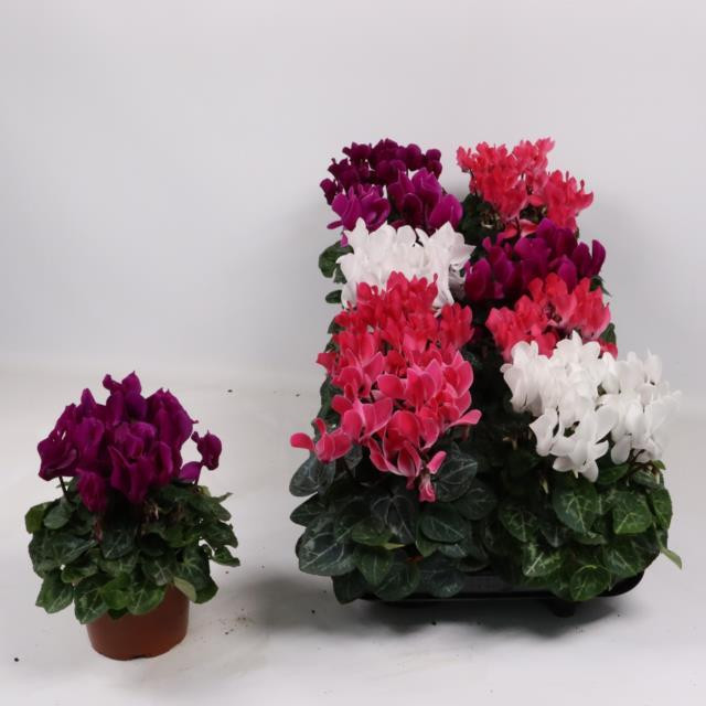 Cyclamen Super Carino 510/20