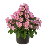Campanula Appeal Pink 11/20