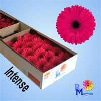 Gerbera Mini Kimsey X30 Holland