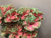 Dianthus Bubblicious Holland
