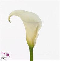 Zantedeschia Capt Sambal X10 Holland