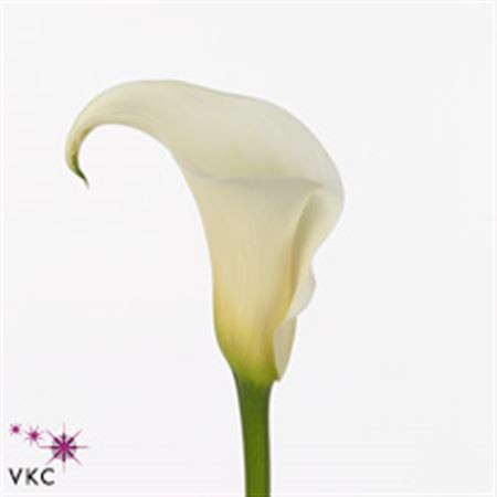 Zantedeschia Capt Sambal X10 Holland
