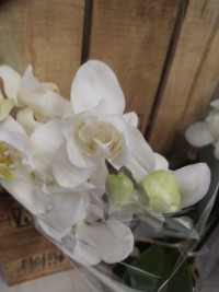 Phal Mutant Pilor White 12/45