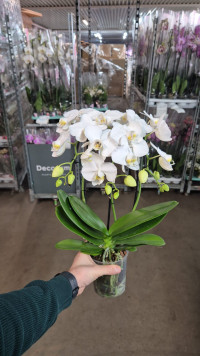 Phal Cascade Triple White 12/50