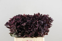 Cotico Royal Purple Extra X25
