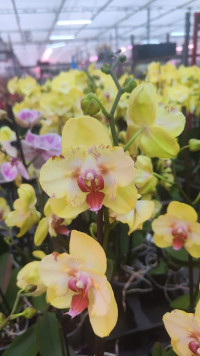Phal 1-tak Mutant Yellow 12/70