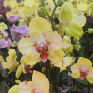 Phal 1-tak Mutant Yellow 12/70 - IMG-a3790fbdd387b557eaf1ccaf64e700e3-V