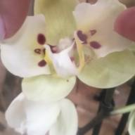 Phal 1-tak Mutant Yellow 12/70 - IMG-20241029-WA0022