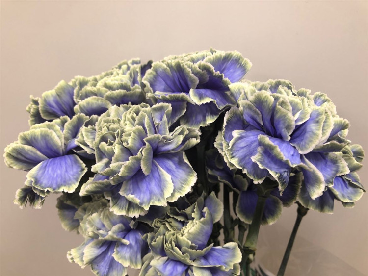 Dianthus Purple Fresh Holland