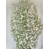 Ginestra 400gr White