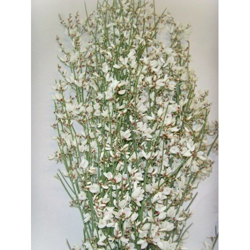 Ginestra 400gr White
