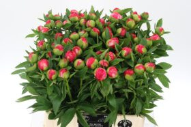 Paeonia Flame X10
