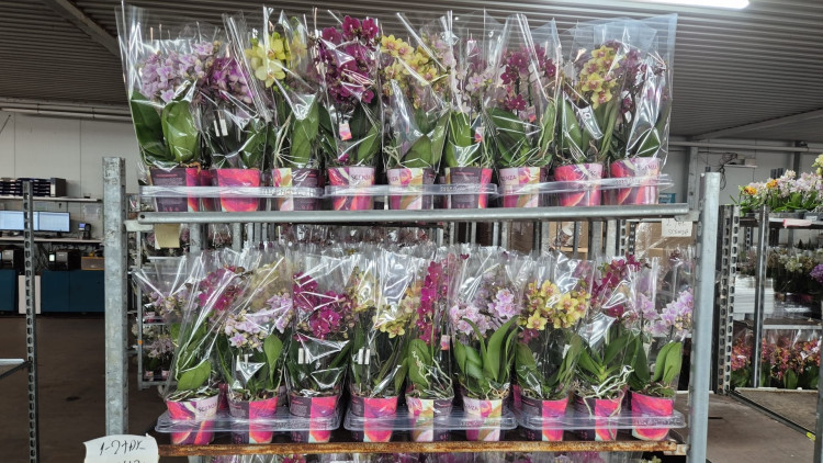 Phal 1/2-tak Scenza Multi Mix 12/35