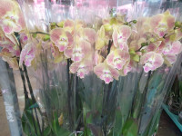 Phal 2-tak Big-Lip Yellow Duijn-Hove 12/45