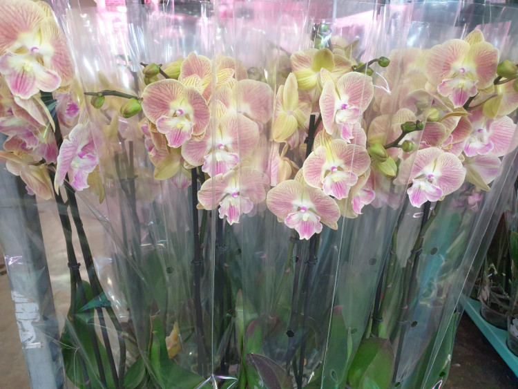 Phal 2-tak Big-Lip Yellow Duijn-Hove 12/45
