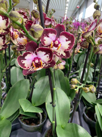 Phal 2-tak Piko P0404 12/50