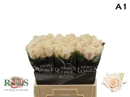 Rose Myllena 50 sm