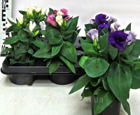 Eustoma Mix 12/30