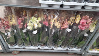 Phal 2-tak Levo Yellow Mix 12/75