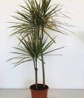 Dracaena Marginata Bikolor 25/90 - Drac Marginata Bikolor 25