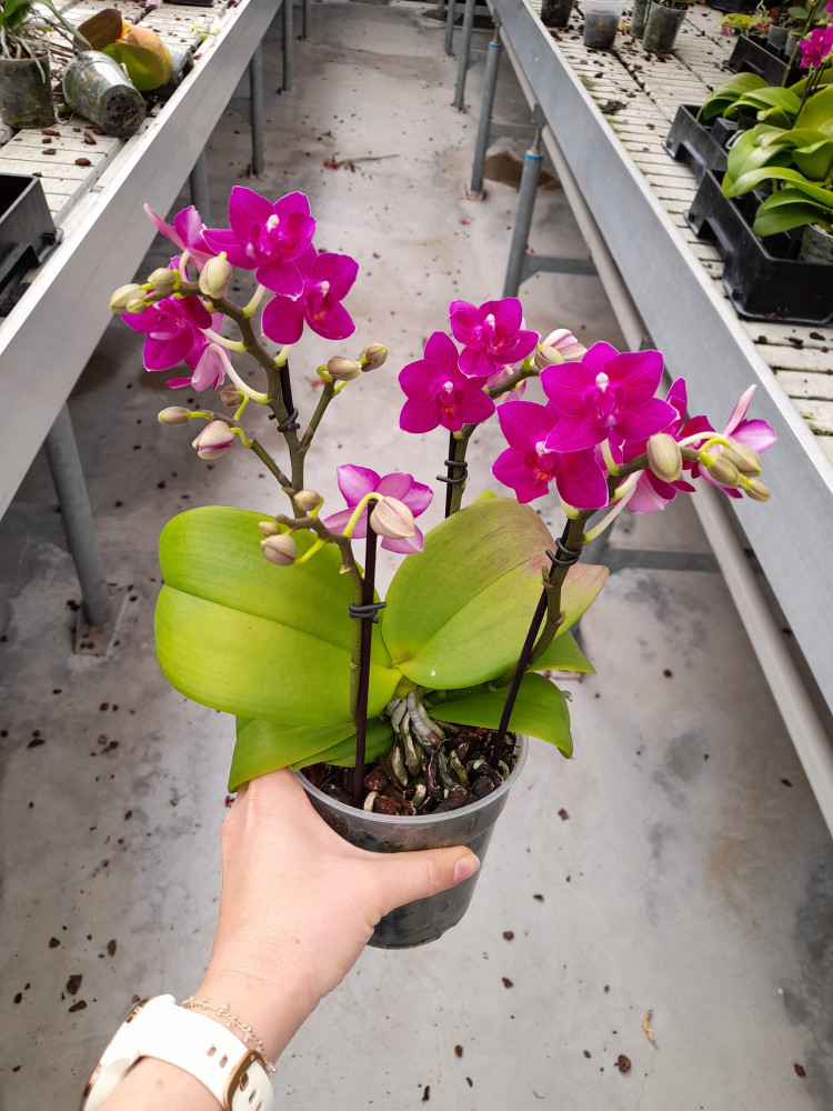 Phal 2/3-tak Opti-flor 12/45