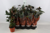 Anthurium Black Love 12/40