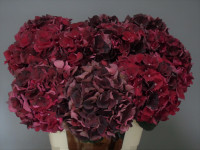 Hydr S Dark MIX X5  60cm