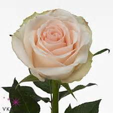 Rose High & Bridal 70 sm
