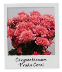 Chr T Prada Coral