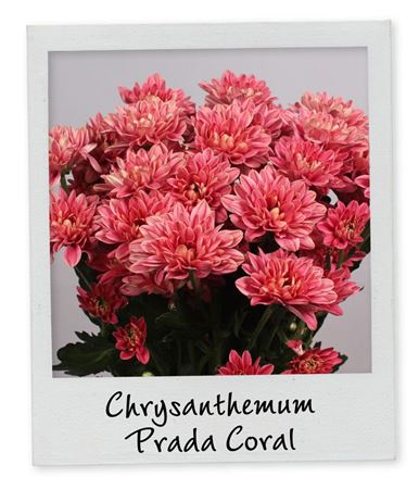 Chr T Prada Coral