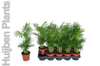 Chamaedorea Elegans 14/55