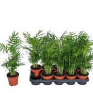 Chamaedorea Elegans 14/55 - X792093_H_1