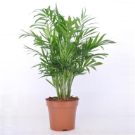 Chamaedorea Elegans 14/55 - 1714.970x0