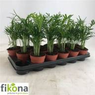 Chamaedorea Elegans 14/55 - X859134_H_1
