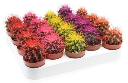 Echinocactus Rainbow Mix (9000)